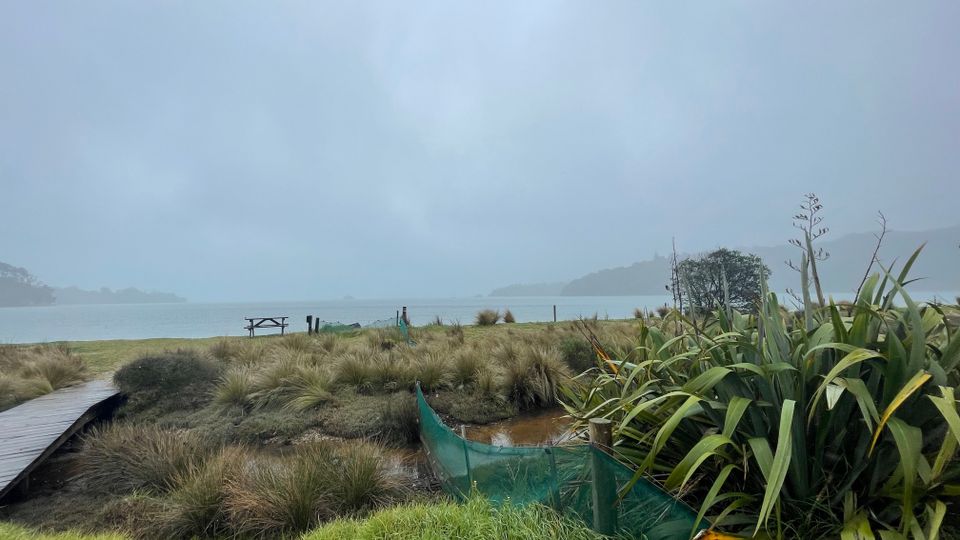 Walking Waiheke - Nikau Track